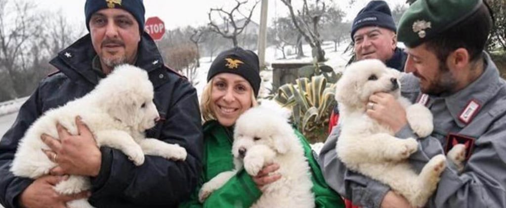 Puppies Rescued From Avalanche in Italy