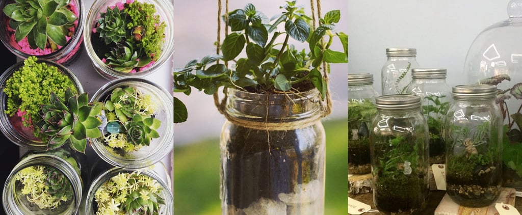 Mason Jar Terrarium Gardens
