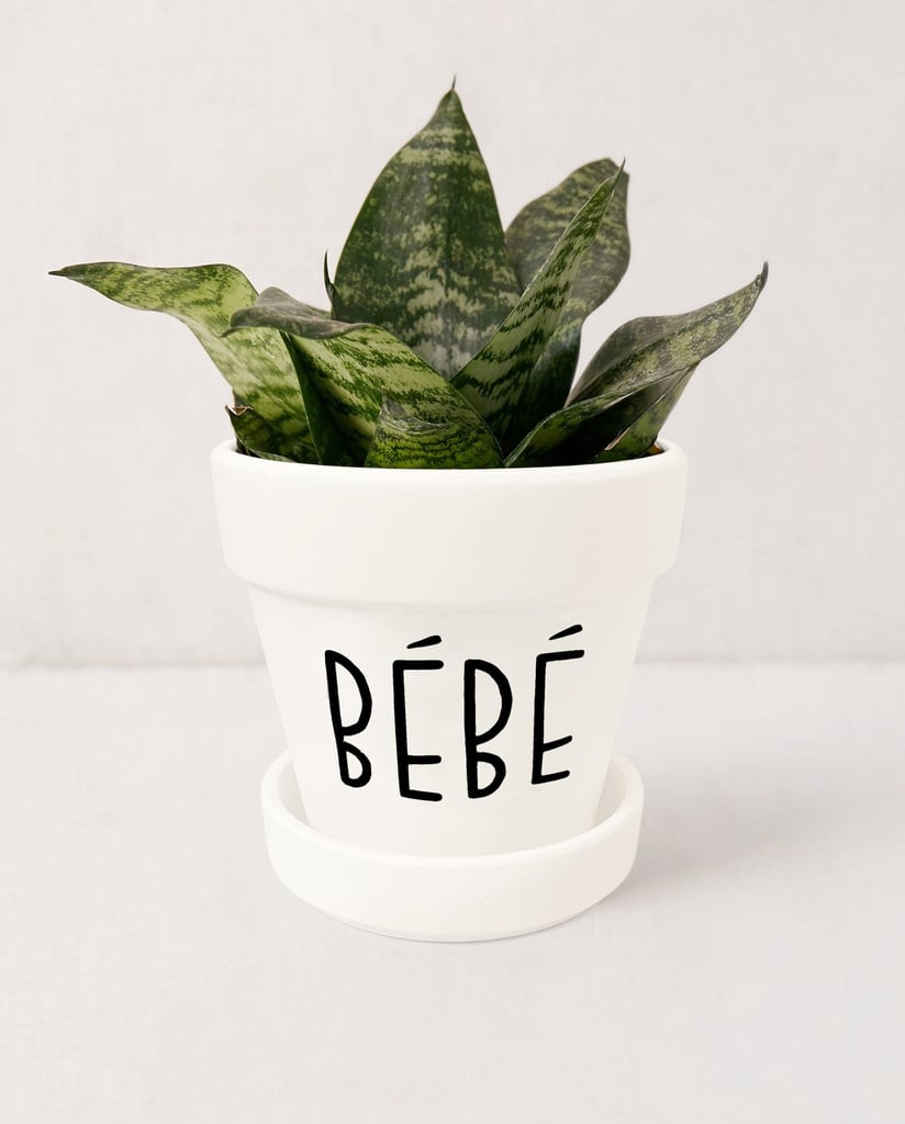 Schitt's Creek Bébé Planter