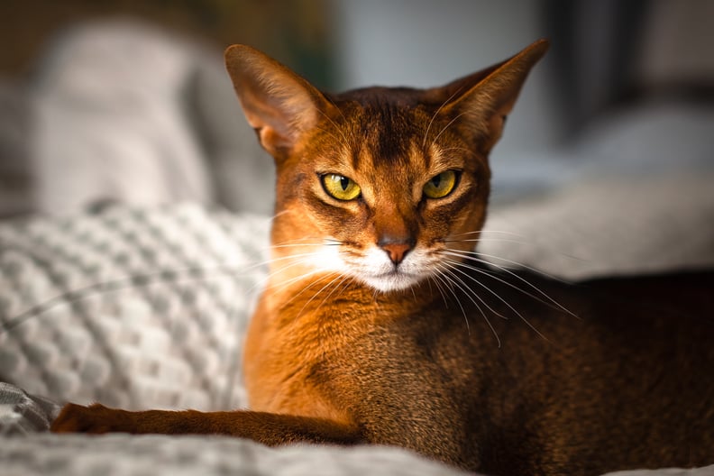Best Cat Breeds For First-Time Owners: Abyssinian