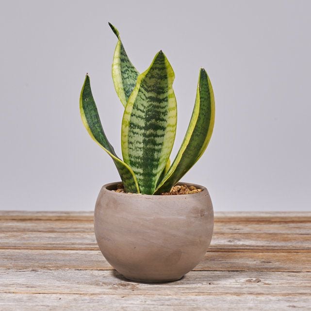 Bailey Snake Plant