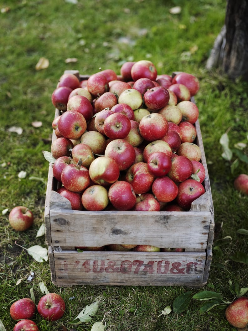 Fall Background: Apples iPhone Wallpaper