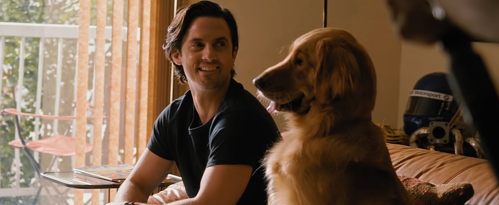 The Dogs in The Art of Racing in the Rain Movie Video
