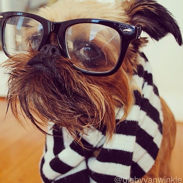  Why the Smushed Face? 11 Dogs on Instagram You'll Want to Squeeze