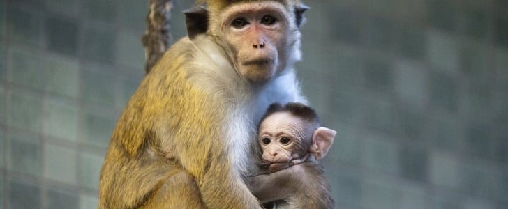 Baby Macaque Pictures