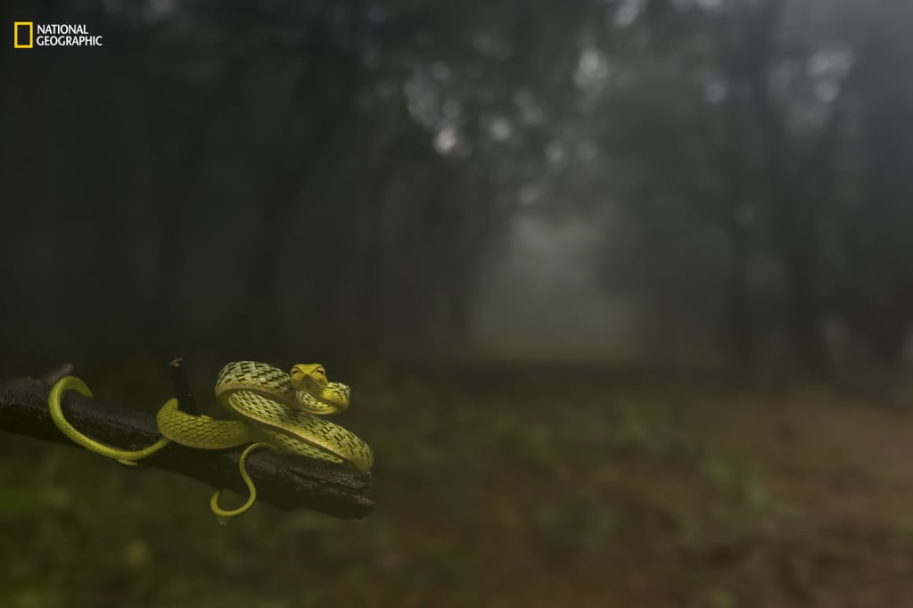 Animal Portraits, First Place — Dragging you deep into the woods!