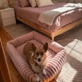 13 Amazon Dog Beds That Will Make Your Pup Feel Like Royalty