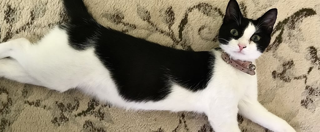 How Raising a Kitten Helped Me Transition to Post-Grad Life
