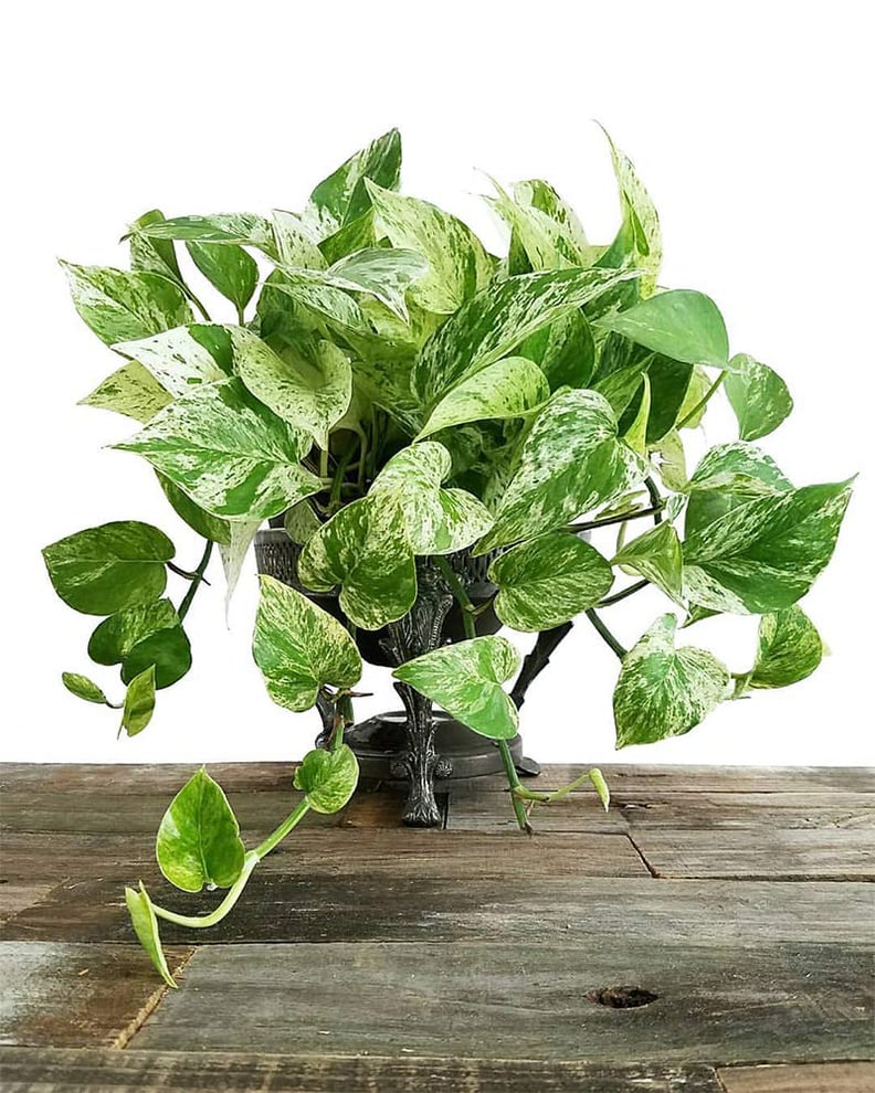 Pothos Marble Ivy