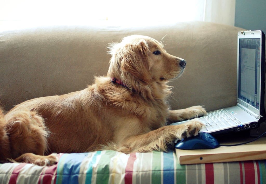 American Golden Retriever