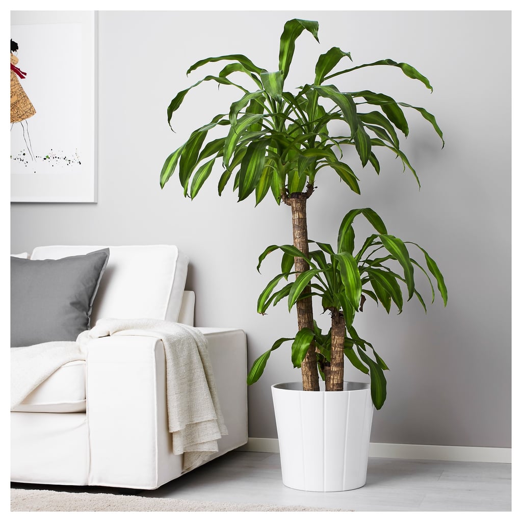 Ikea Plants And Pots 2019 Popsugar Home