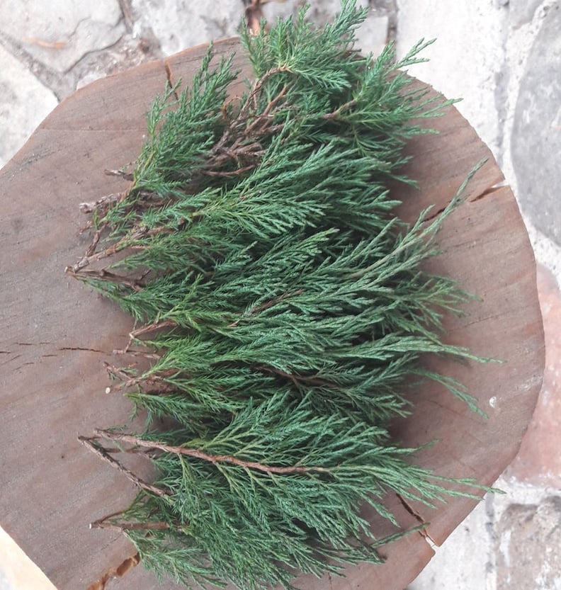 Fresh Cut Juniper Branches