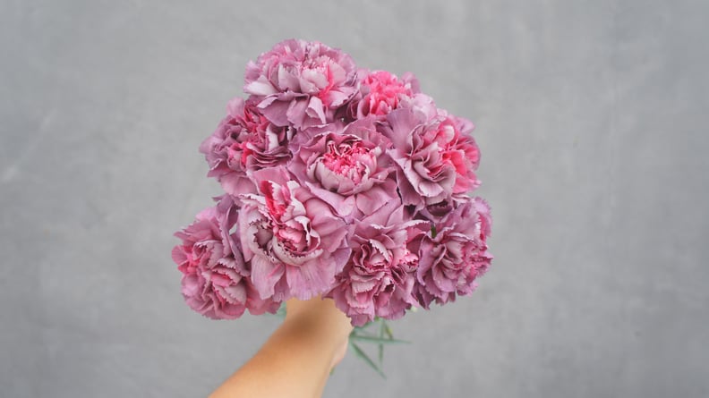 Carnation