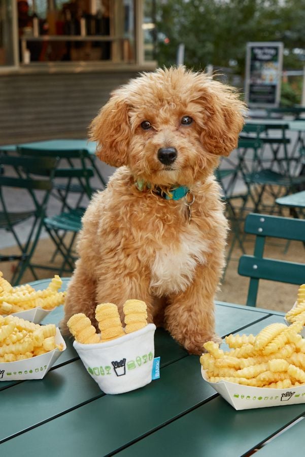 Best Pet Toys At Urban Outfitters Popsugar Family