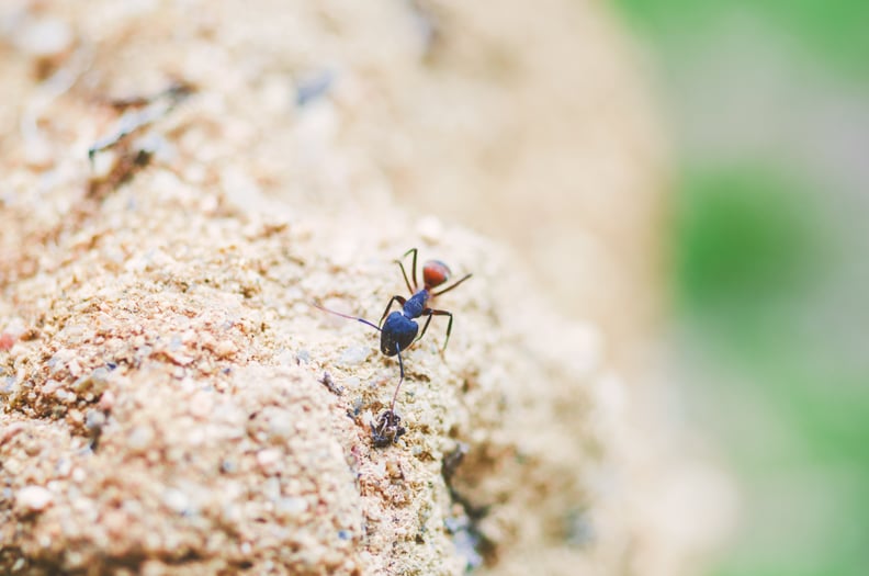 Virgo (Aug. 23-Sept. 22): Ants