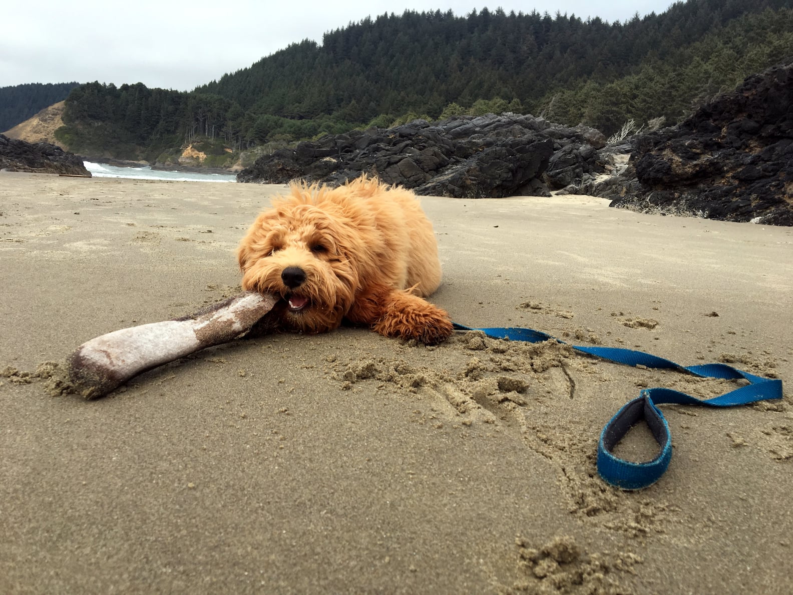 Cute Pictures of Goldendoodles POPSUGAR Pets