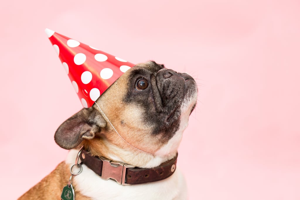 Cute Pictures of Pugs