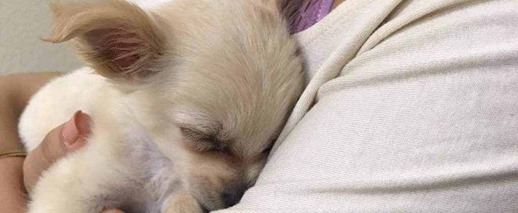 Puppy Abandoned in Las Vegas Airport Bathroom