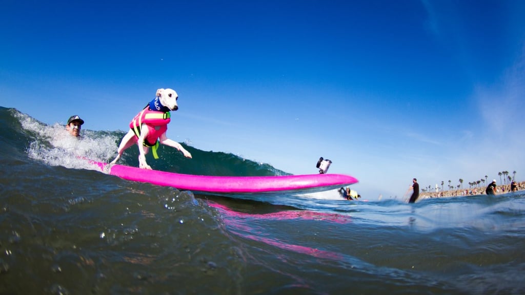Dogs Surfing