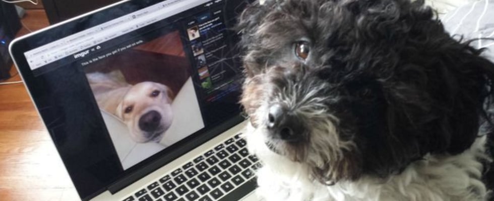 Imgur For Pets April Fools' Day Prank