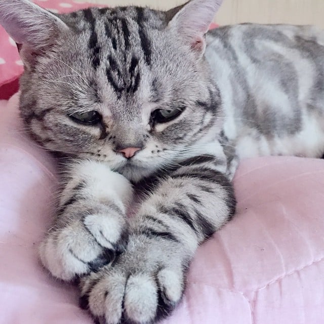 Saddest Cat on the Internet | Pictures