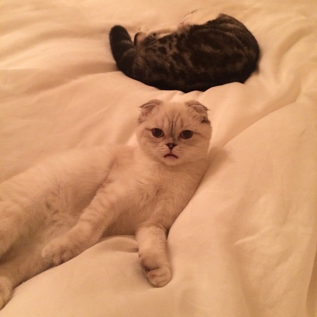 Taylor's Cats: Friends