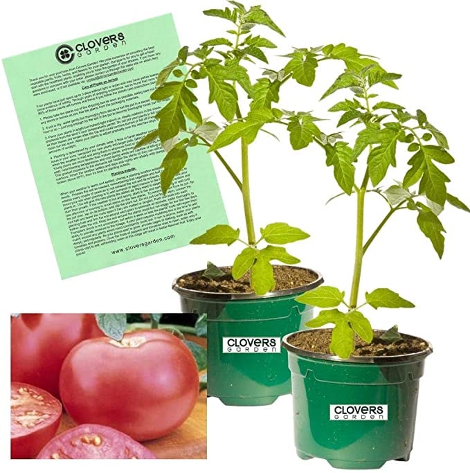 Clovers Garden Pink Girl Tomato Plants Where to Buy Tomato Plants