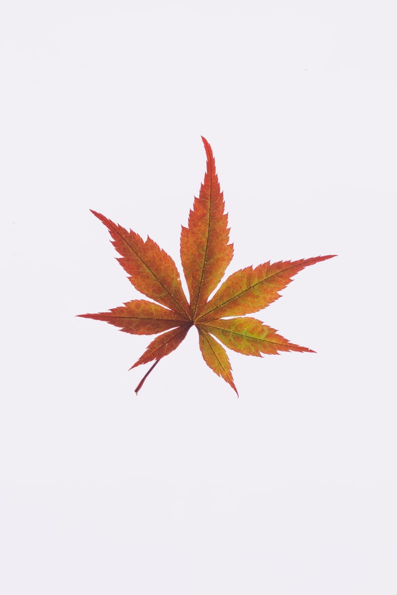 Fall Background: Maple Leaf iPhone Wallpaper