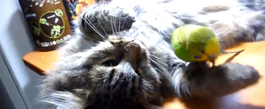 Sleeping Cat and Parakeet I Video