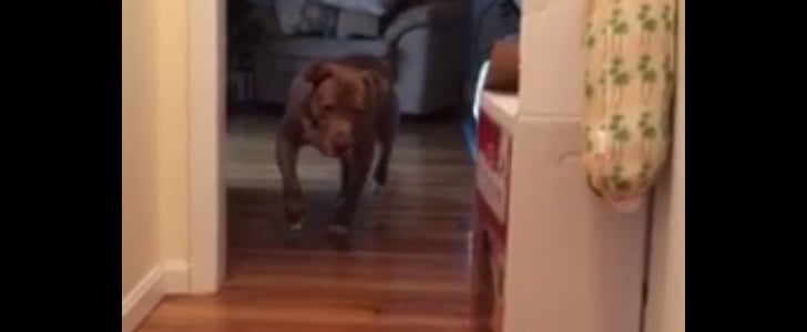 Pit Bull Walking on Tiptoes