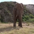 Friendly Elephants Join in Kids' Soccer Game