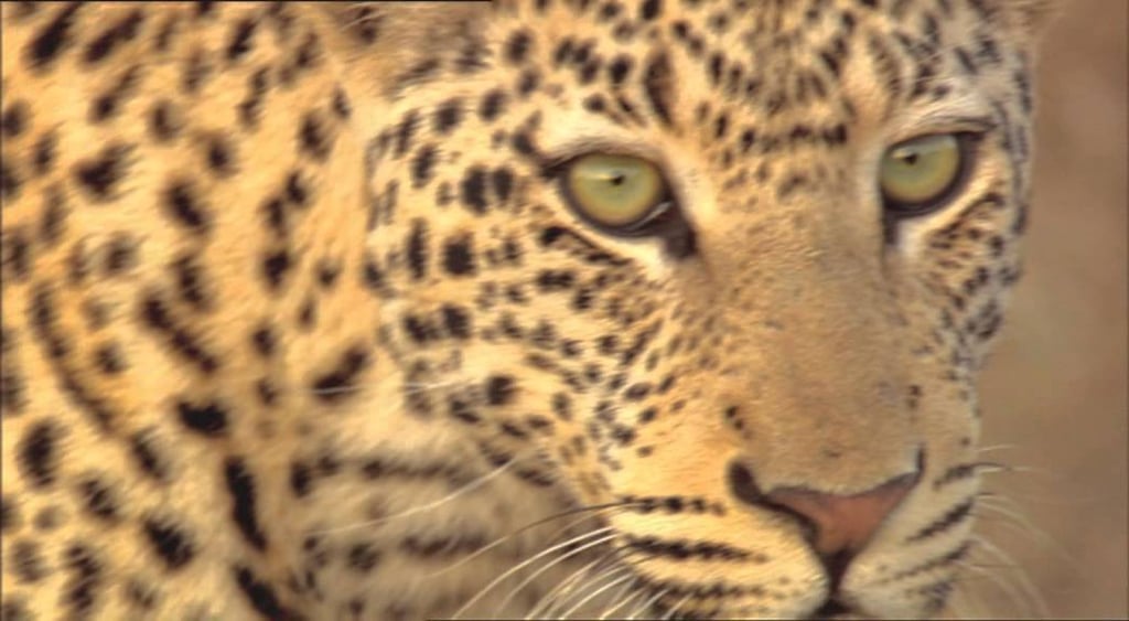 Best Nature Shows on Netflix 2019 POPSUGAR Entertainment UK