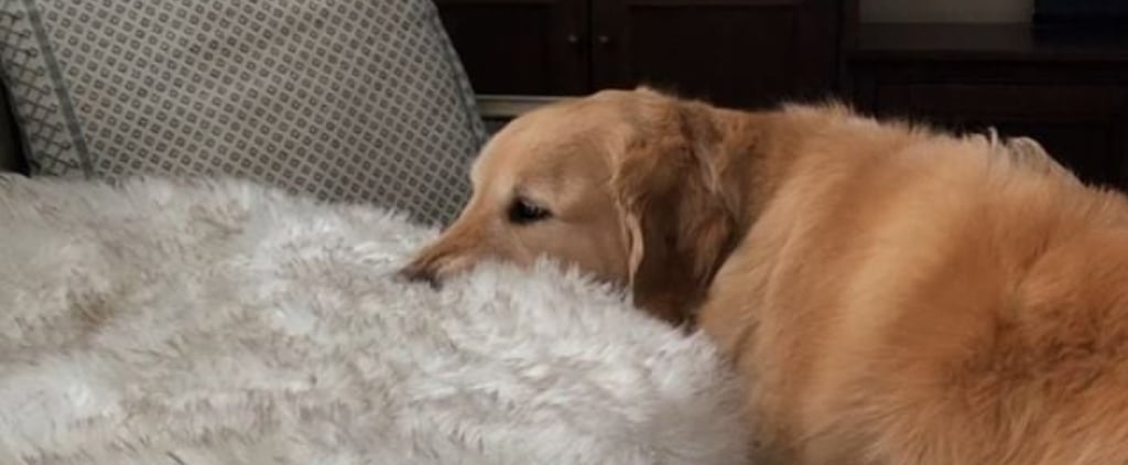 Golden Retriever Who Steals Things