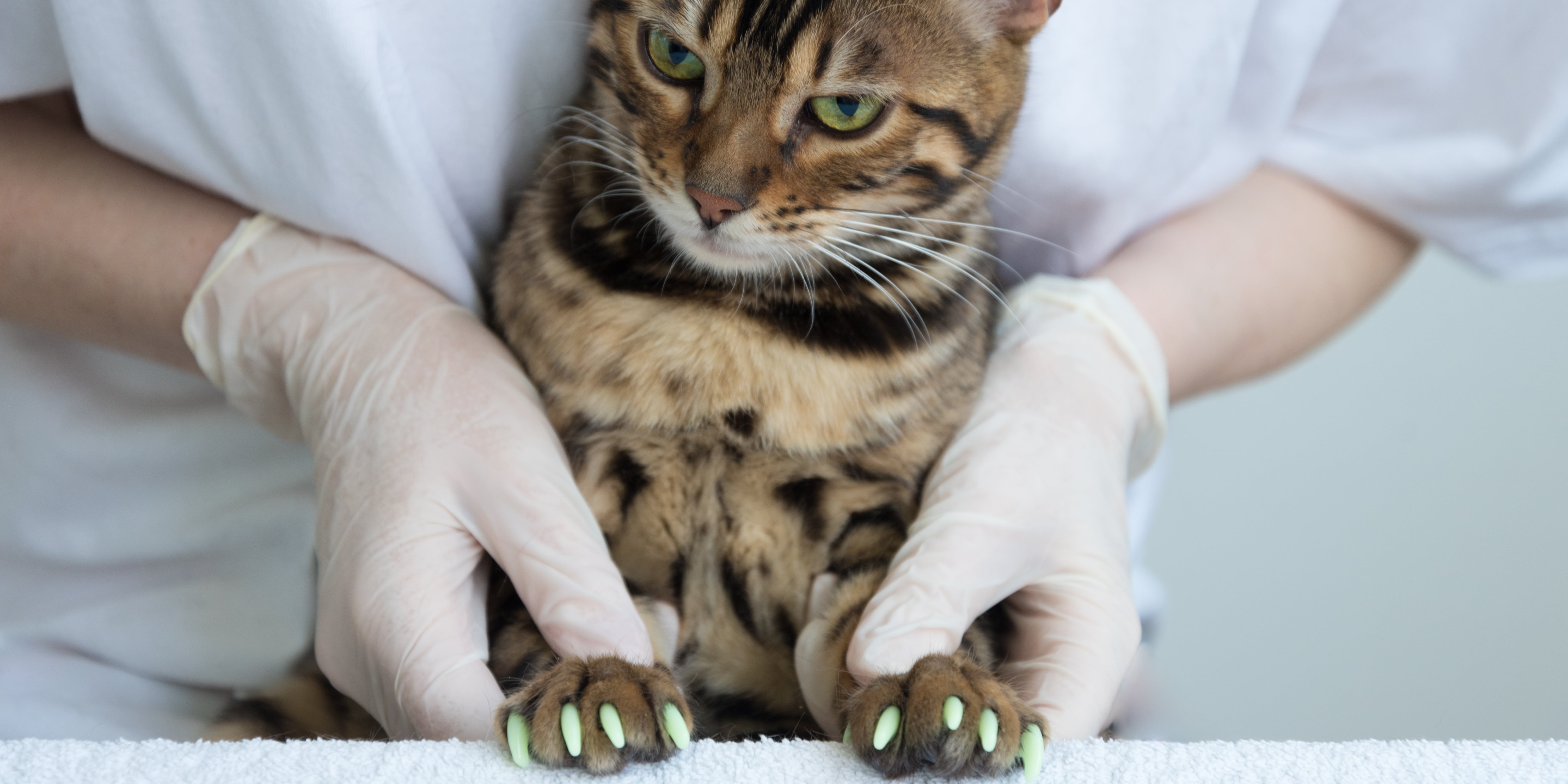 Cat Nail Caps: Pros, Cons, and Alternatives to Consider