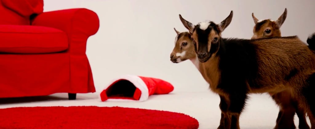 Baby Animal Yule Log on Animal Planet 2016