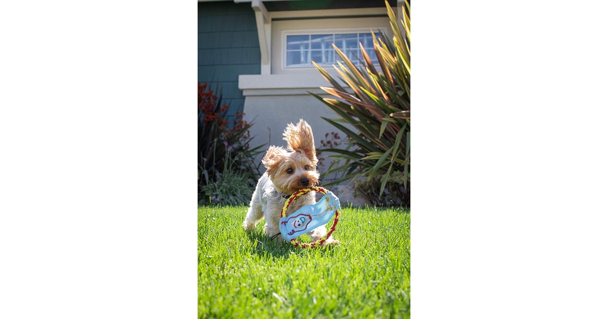 Hyper Pet Disney Toy Story 4 Forky and Woody Rope Flyer Dog Toy Best