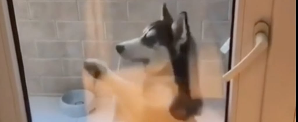 Video of Husky Puppy Waiting to Be Let Inside