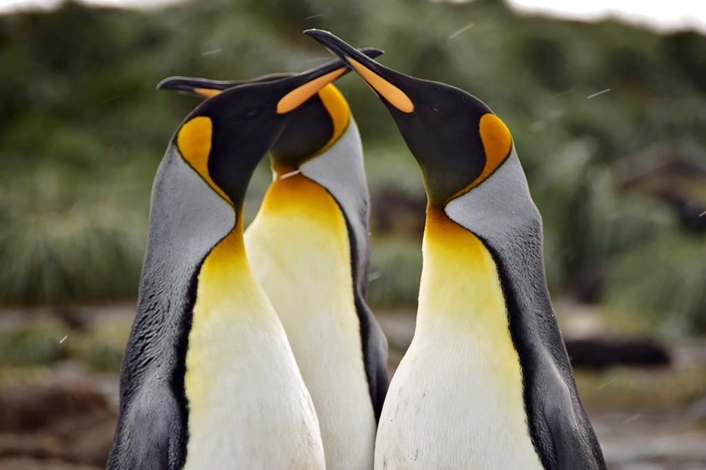Antarctica King Penguins