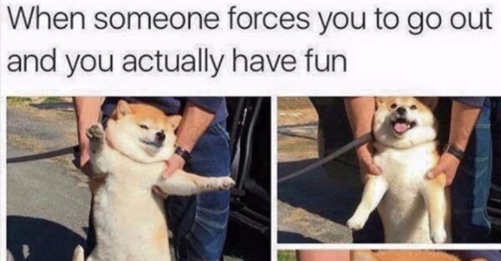 What Is The Wholesome Dog Meme Popsugar Tech