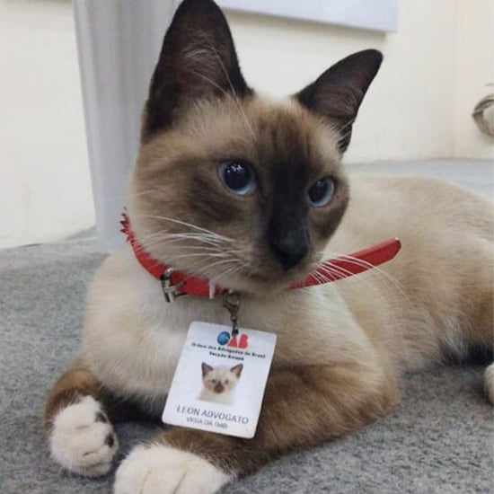 Leon the Cat Becomes a Lawyer After People Complained