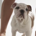 Exactly Why Your Dog Licks You After You Get Out of the Shower, According to Experts