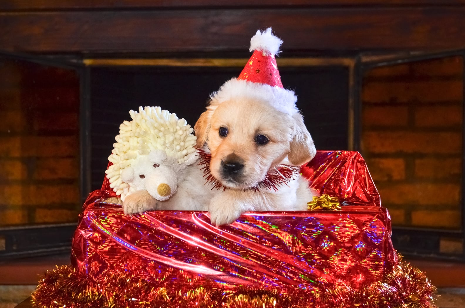 Cute Pictures of Christmas Puppies PS Family