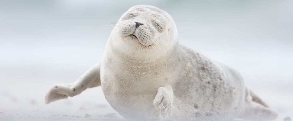 Smithsonian Magazine Photo Contest Finalists 2018