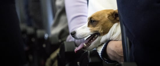 Can You Take Emotional Support Animals on Planes?