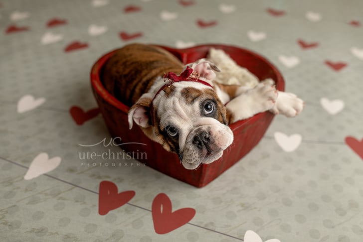 happy valentines day bulldog