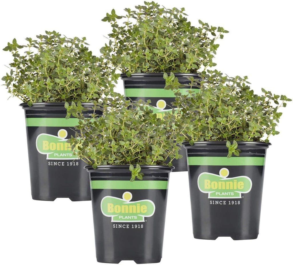 Bonnie Plants Live Lemon Thyme Plants (4 Pack)