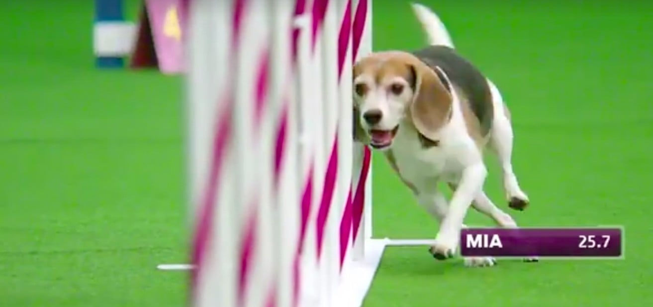 Mia the best sale beagle