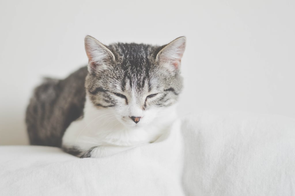 This kitty's colouring is so beautiful.