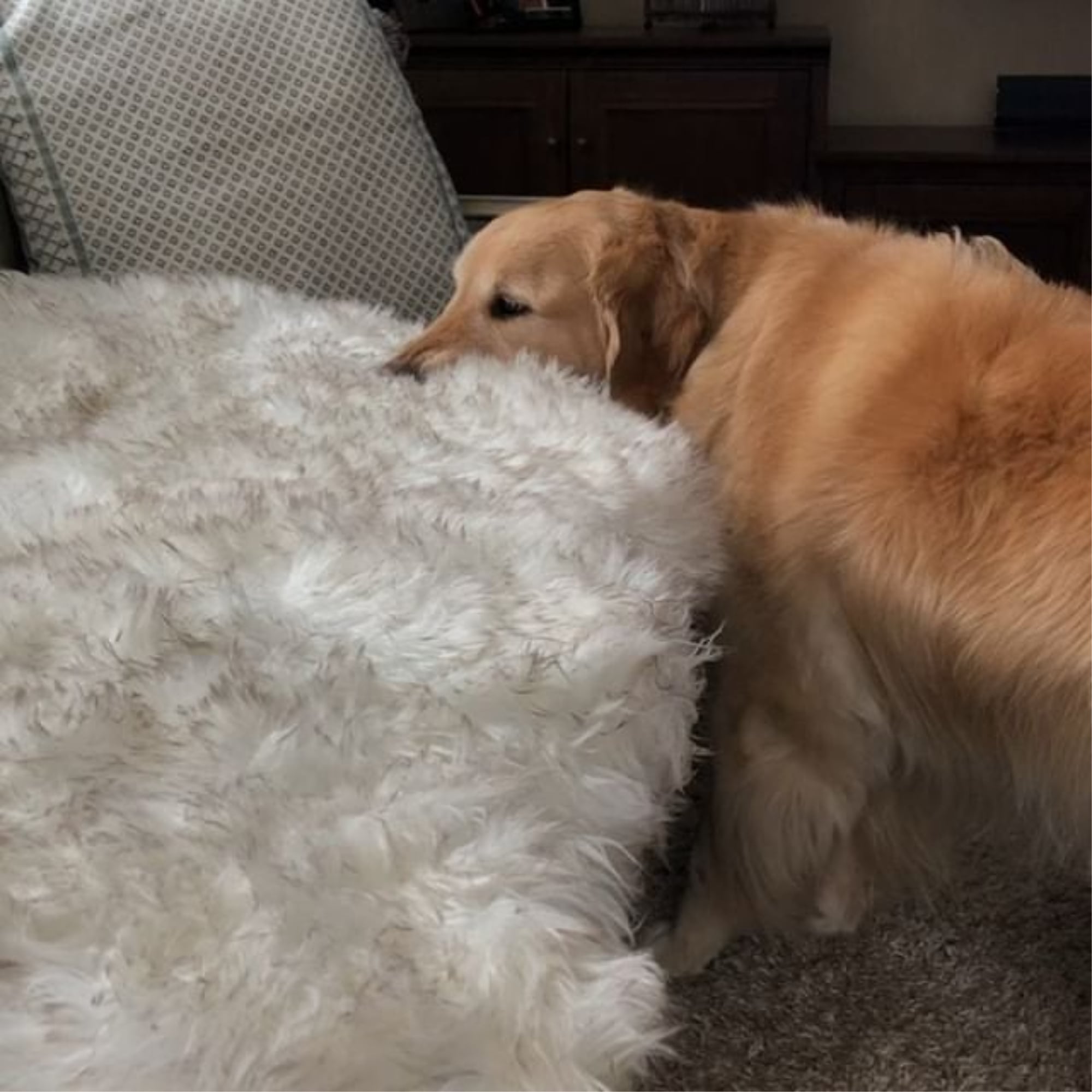 why do golden retrievers steal things?