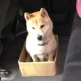 What Happens When This Dog's Favorite Box Keeps Getting Smaller? It's Too Cute